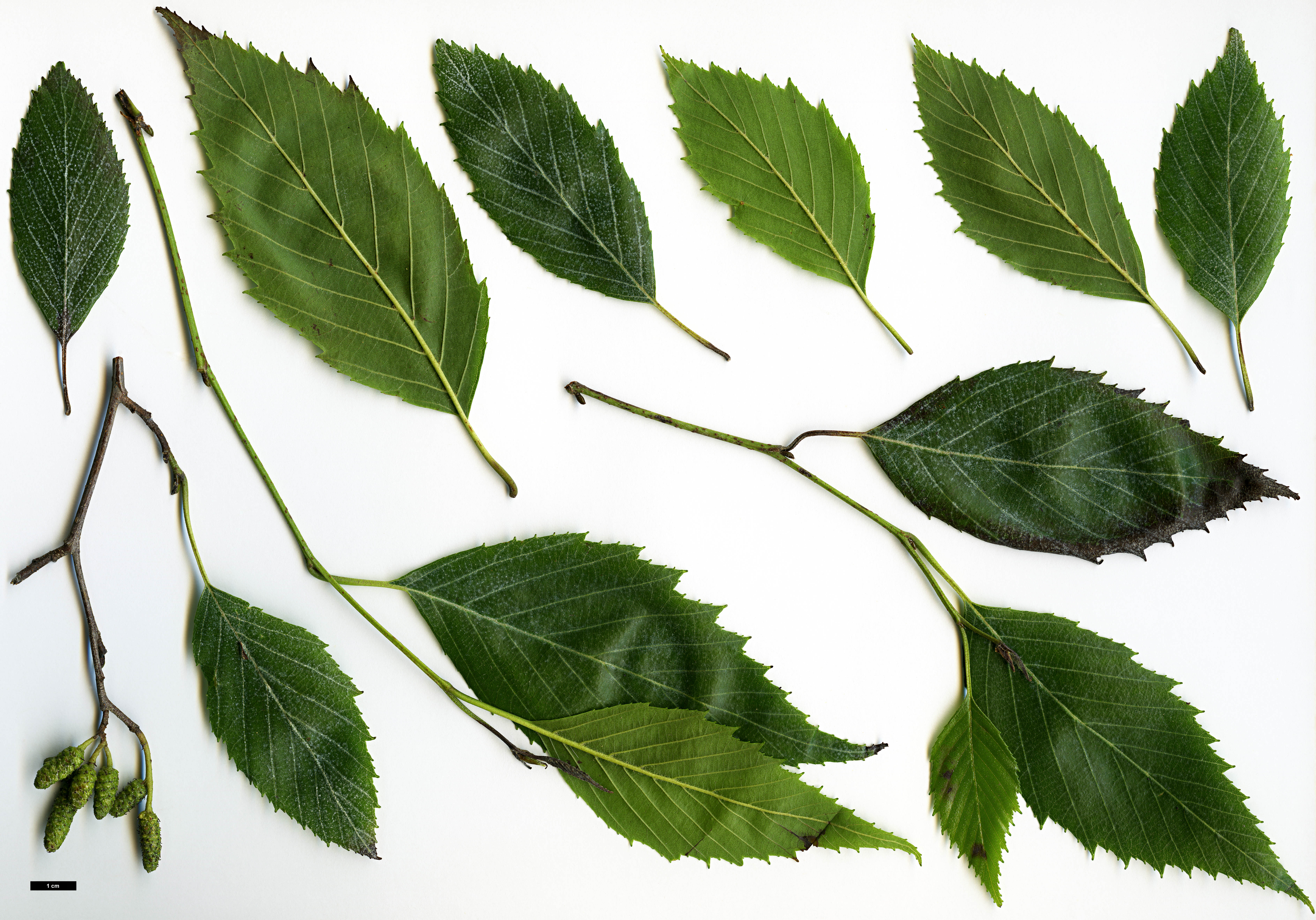 High resolution image: Family: Betulaceae - Genus: Alnus - Taxon: acuminata